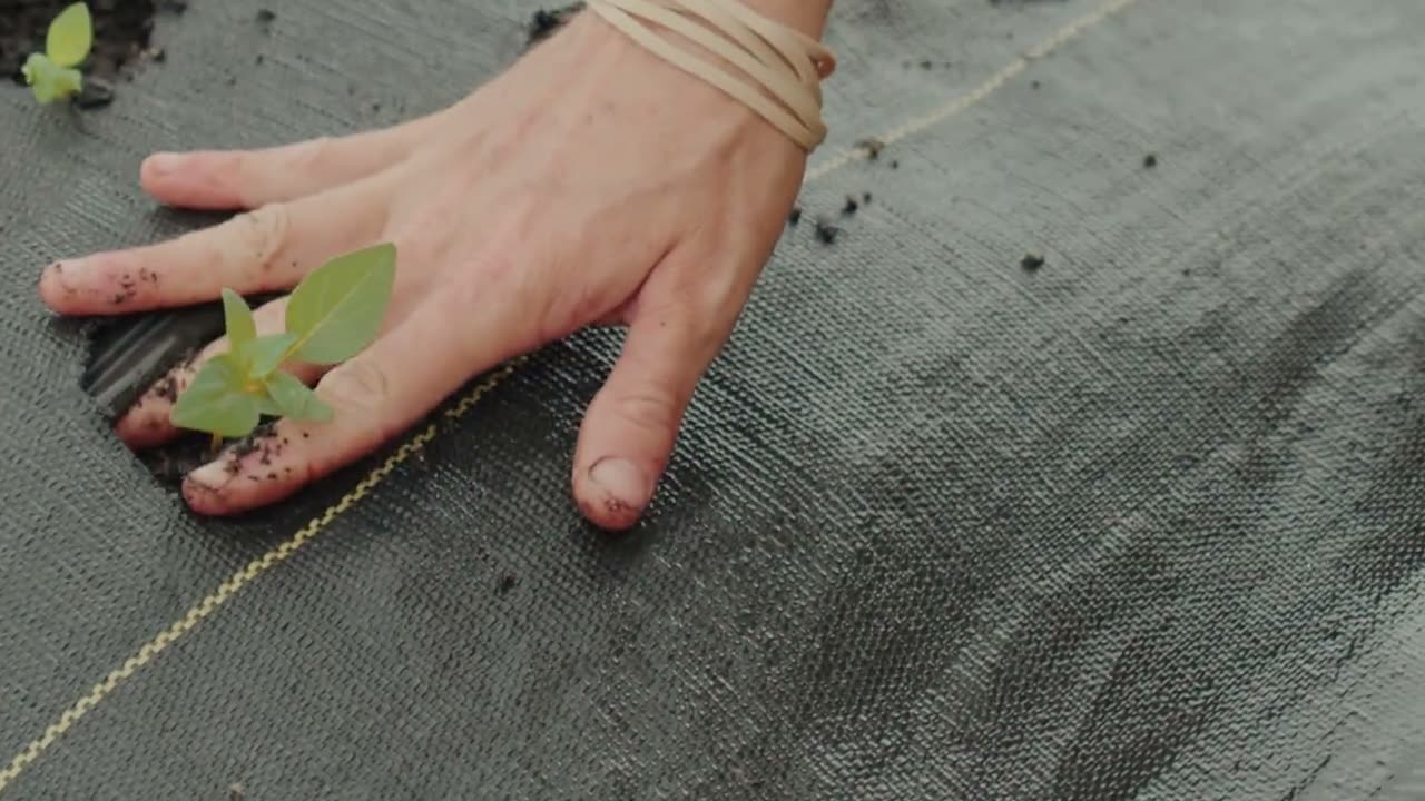 Manos plantando una plántula en el campo