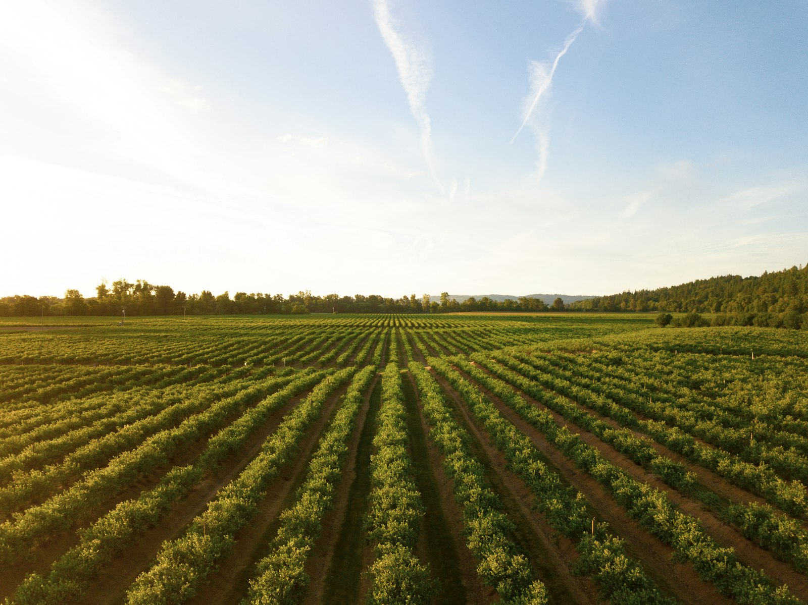 Vista aérea de plantación en hileras